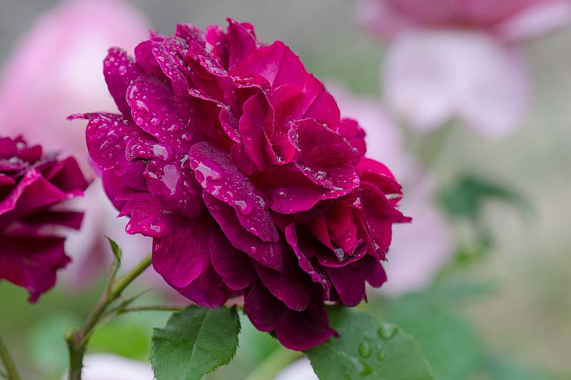 A close up horizontal image of a deep red 'Munstead Wood' flower with water droplets on the petals pictured on a soft focus background.