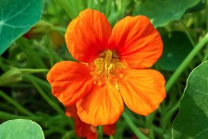 Close up of an orange nasturtium flower.