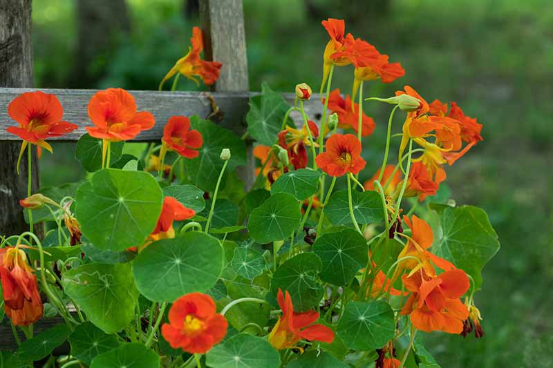 A close up horizontal image of bright red nasturtiums growing up a trellis pictured on a soft focus background.