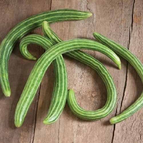 A close up square image of long thin 'Painted Serpent' cucumbers set on a wooden surface.