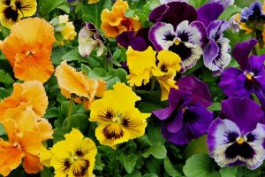An arrangement of different colors of pansy blooms including purple, yellow, and orange.