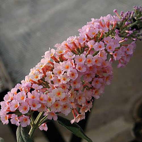 A close up square image of Buddleia 'Peach Cobbler' flowers with light pink petals and orange centers, pictured on a soft focus background.