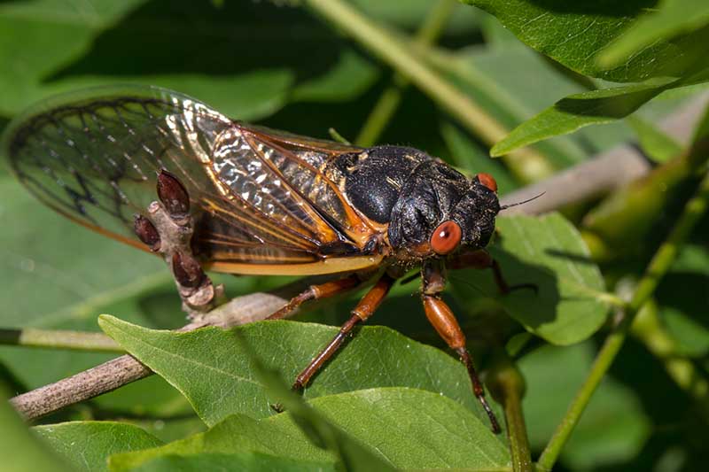 A close up horizontal image of a periodical cicada on a shrub pictured in light sunshine on a soft focus background.
