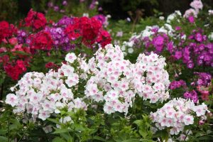 White and red phlox flowers in bloom.