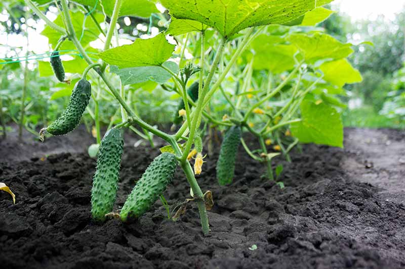 A close up horizontal image of small pickling cucumbers growing in rows in the garden.