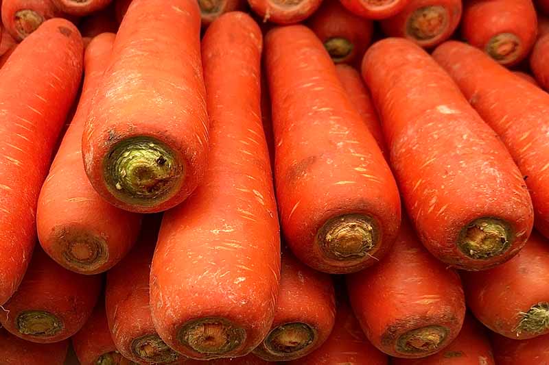 A close up horizontal image of a pile of 'Chantenay' carrots.