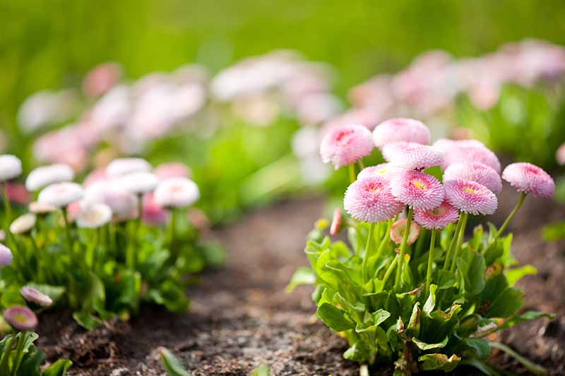 A close up horizontal image of pastel pink double petaled English daisies growing in the garden.
