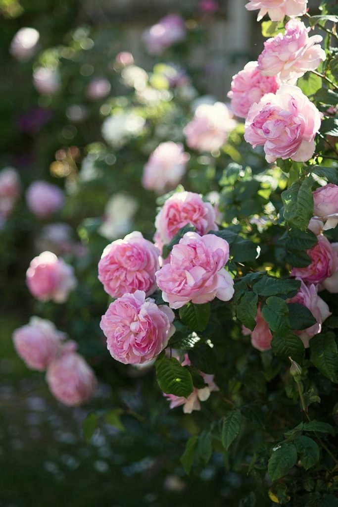 What Are The Different Types Of Shrub Roses Gardeners Path 3772