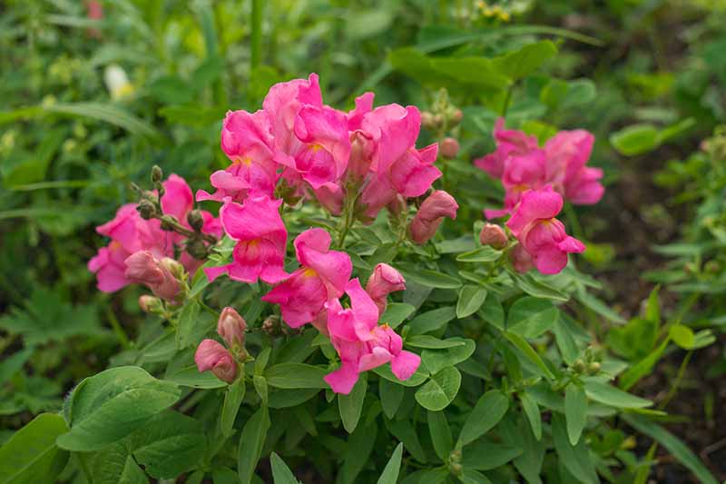 A close up horizontal image of pink snapdragon (Antirrhinum majus) flowers growing in the garden pictured on a soft focus background.