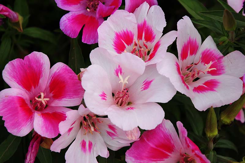 A close up horizontal image of pink and white bicolored satin flowers (Clarkia amoena) growing in the garden pictured on a soft focus background.