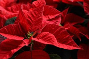 Close up of red poinsettia flowers.