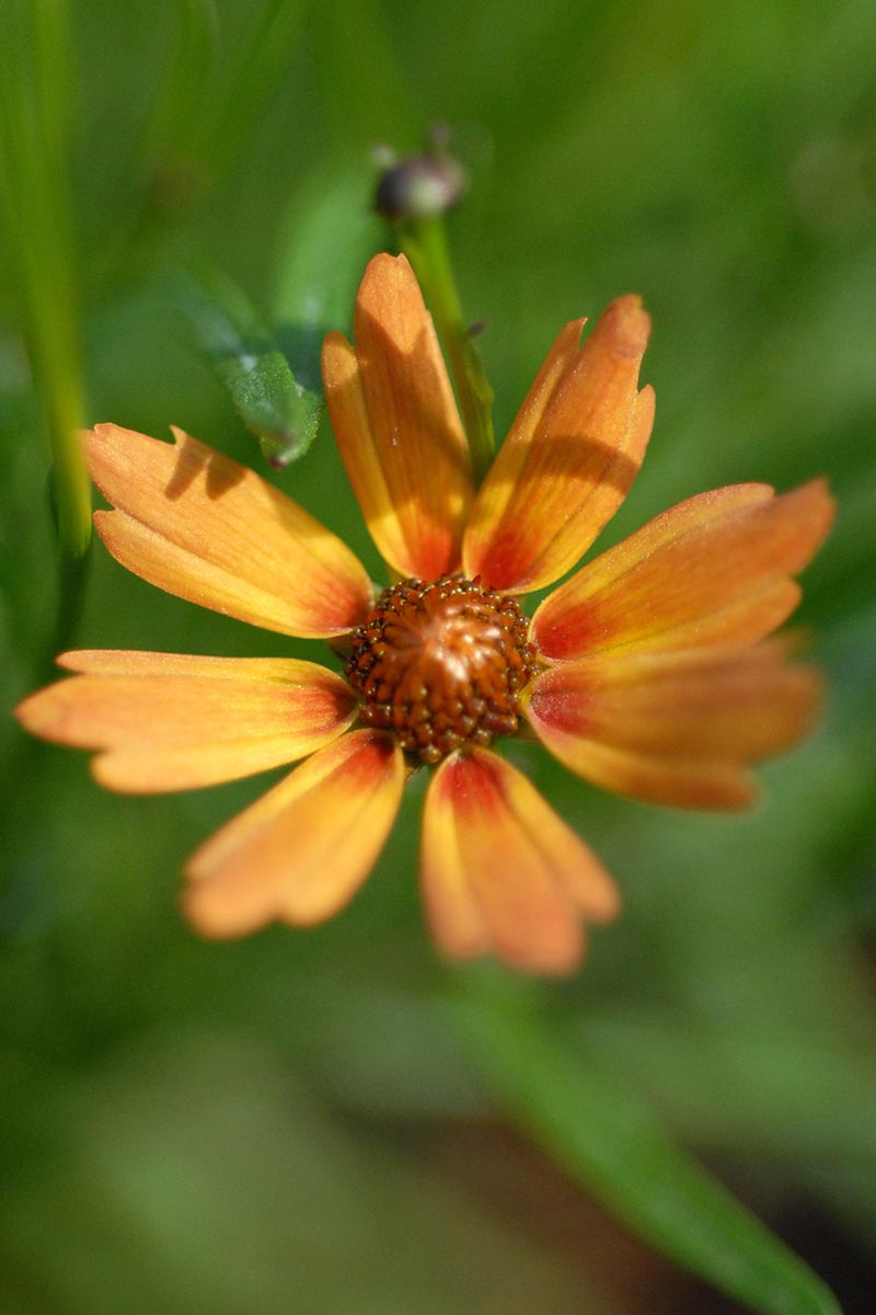 A close up vertical image of 'Pumpkin Pie' coreopsis flower pictured on a soft focus green background.