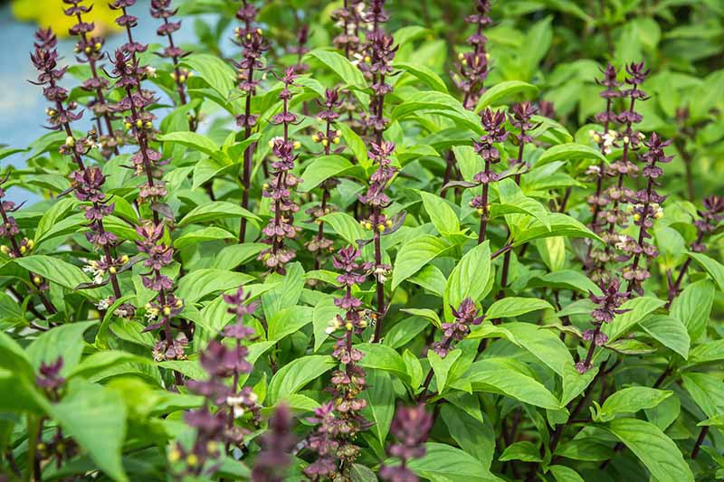 A close up horizontal image of the bright green leaves and purple flowers of Thai basil (Ocimum basilicum var. thyrsiflora) growing in the garden.