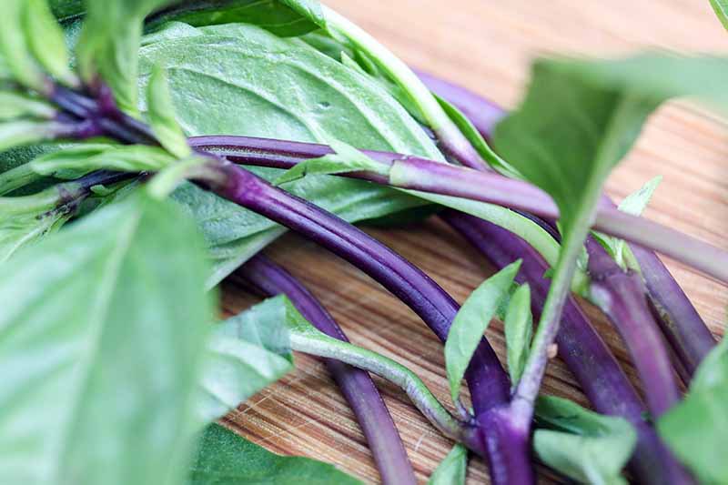 A close up horizontal image of freshly harvested Thai basil set on a wooden surface.