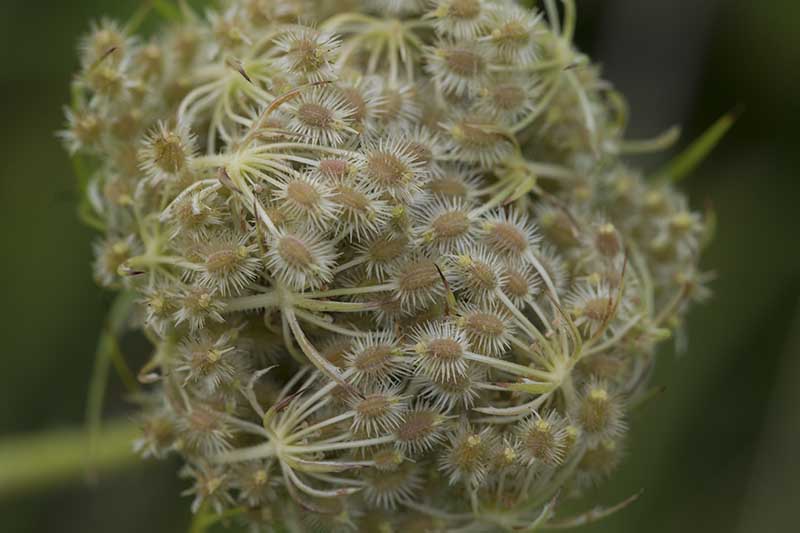 A close up horizontal image of the seeds of Queen Anne's lace (Daucus carota) growing pictured on a soft focus background.