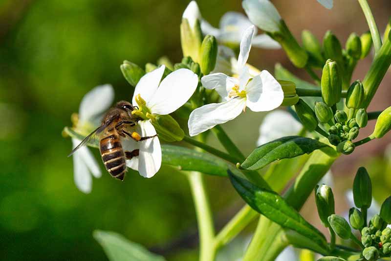 A close up horizontal image of a bee feeding from a white flower pictured in bright sunshine on a green soft focus background.