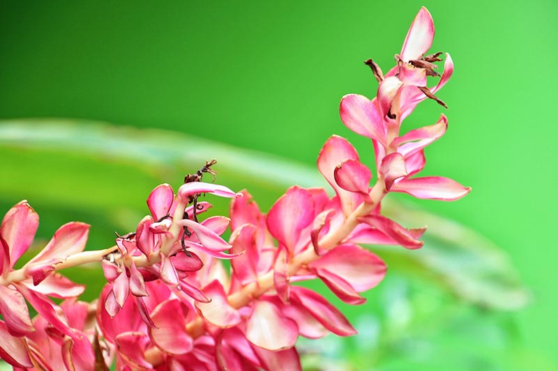 A close up horizontal image of a bright pink Alpinia galanga flower pictured on a green soft focus background.