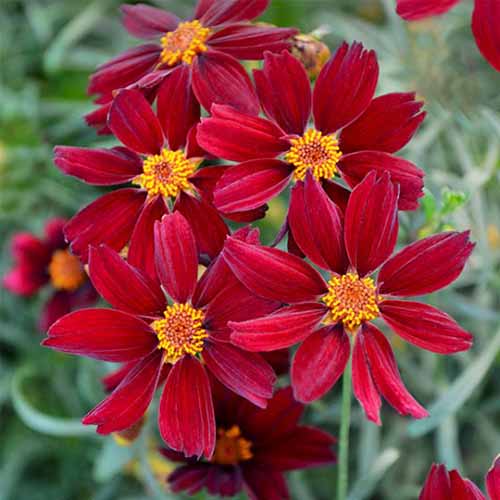 A close up square image of 'Red Satin' flowers growing in the garden pictured on a soft focus background.