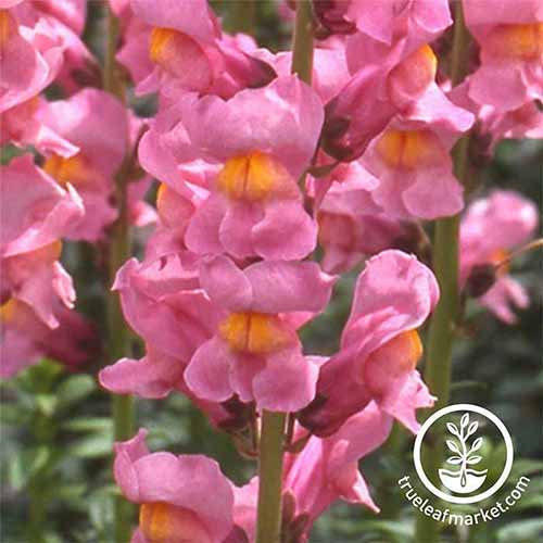 A close up square image of Antirrhinum majus 'Rocket' flowers pictured on a soft focus background. To the bottom right of the frame is a white circular logo with text.