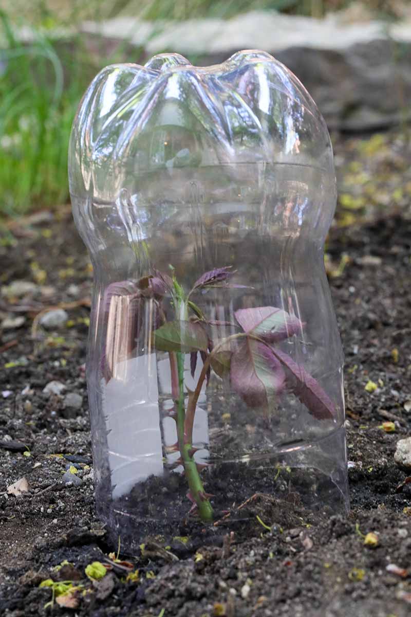 a close up vertical image of a plastic bottle placed over a small plant growing in the garden.