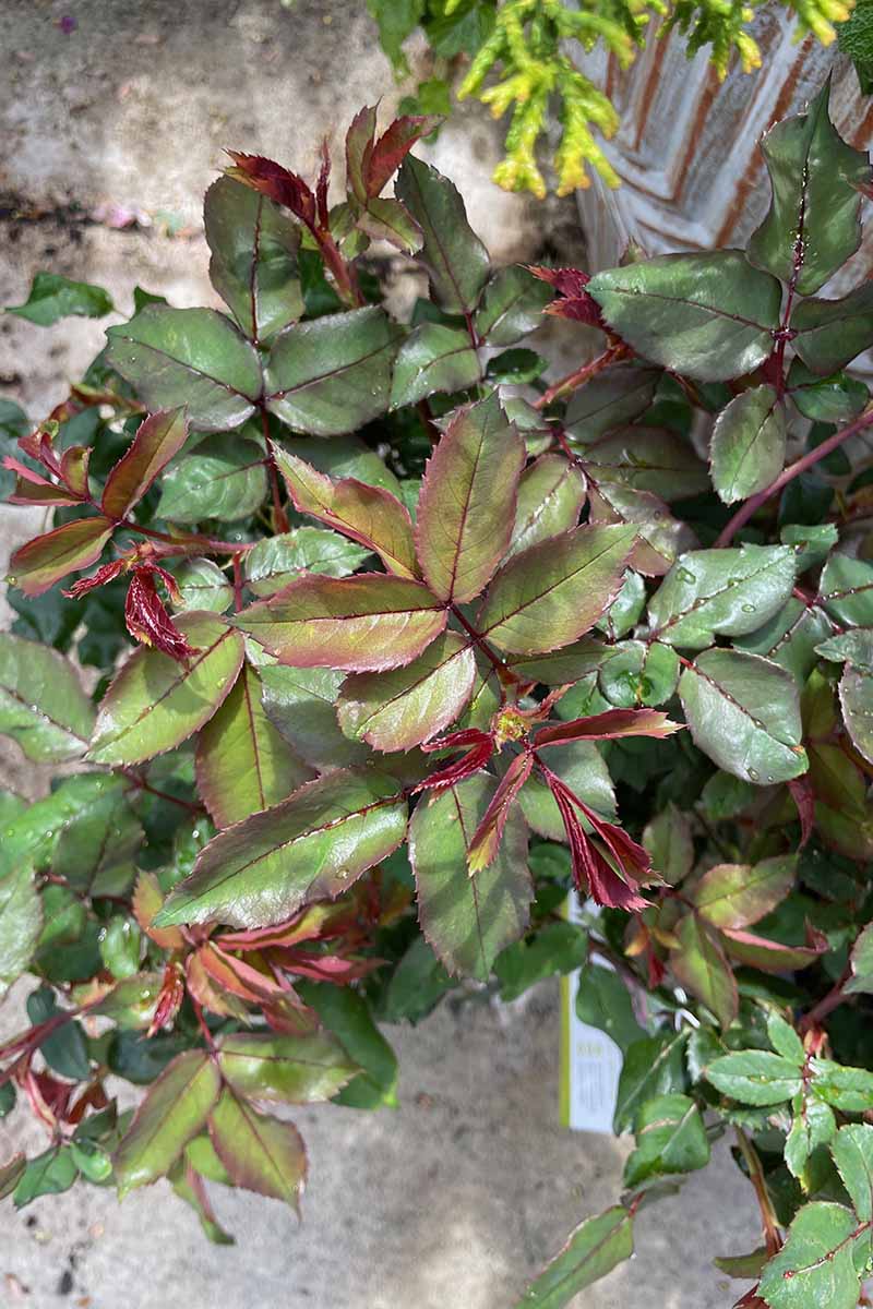 A close up vertical image of red shoots emerging from a rose bush in a pot.