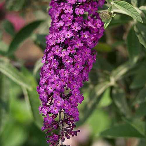 A close up square image of Buddleia 'Royal Red' flowers growing in the garden pictured on a soft focus background.