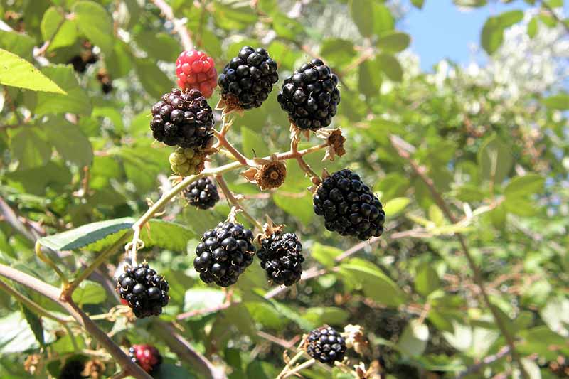 A close up horizontal image of the ripe fruits in Rubus ulmifolius growing wild in bright sunshine.