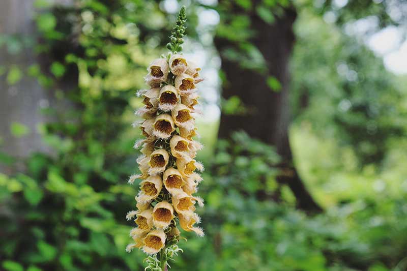 A close up horizontal image of Digitalis ferruginea growing in the garden pictured on a soft focus background.