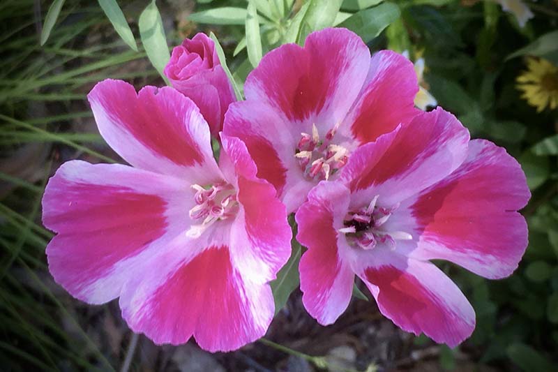 A close up horizontal image of satin flowers (Clarkia amoena) growing in the garden pictured on a soft focus background.