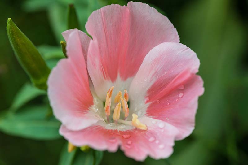 A close up horizontal image of a pink and white satin flower (Clarkia amoena) pictured on a green soft focus background.