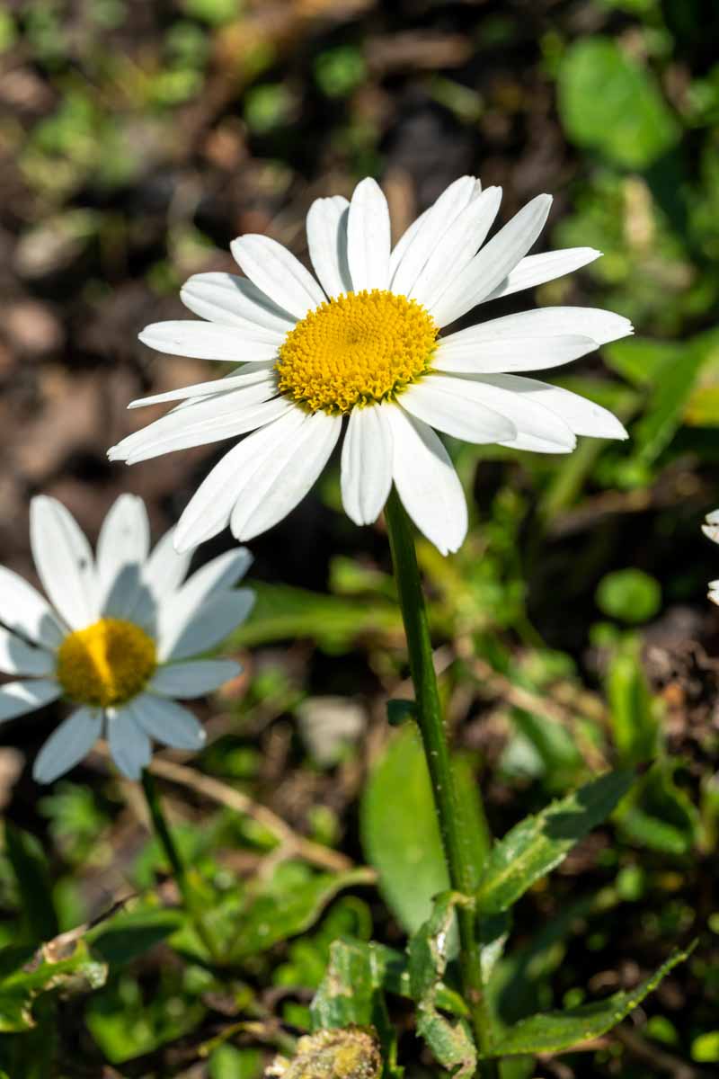 how to plant and grow shasta daisies | gardener's path