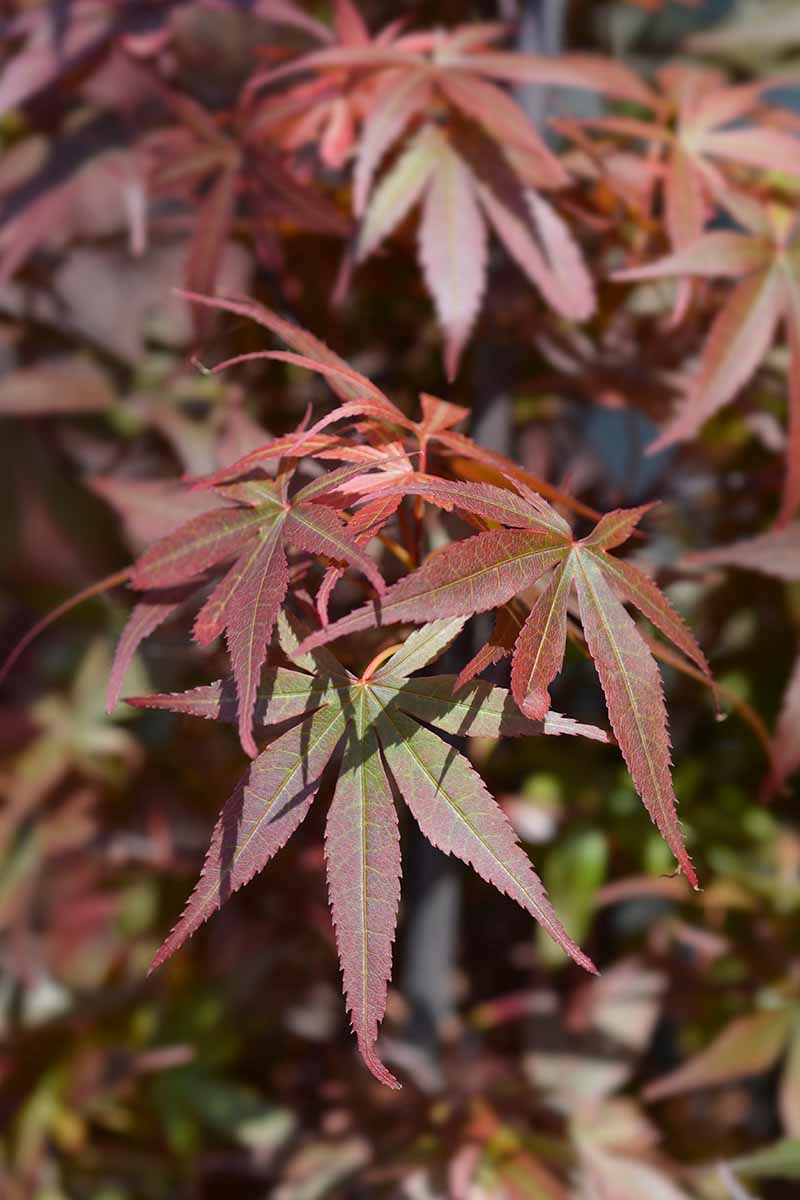A close up vertical image of a witches'-broom type of Japanese maple tree growing in the garden pictured in light sunshine.