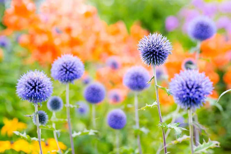A close up horizontal image of Echinops ritro growing in a summer garden border.