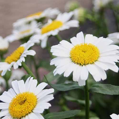 A close up square image of Leucanthemum x superbum 'Snow Lady' flowers pictured on a soft focus background.