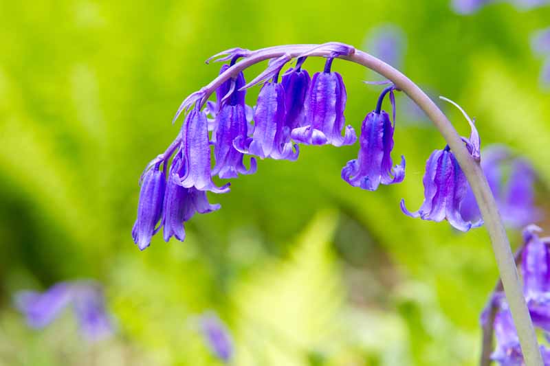 A close up horizontal image of Hyacinthoides non-scripta flowers pictured on a soft focus background.