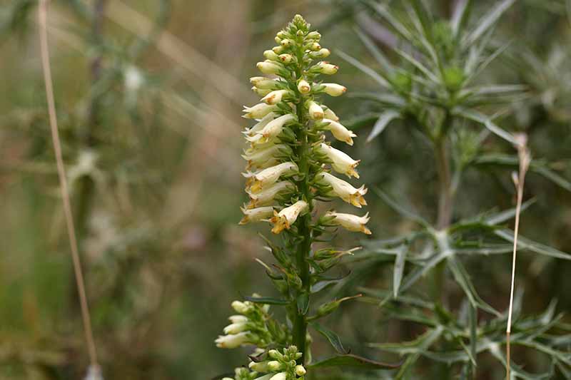 A close up horizontal image of the delicate flowers of Digitalis lutea pictured on a soft focus background.