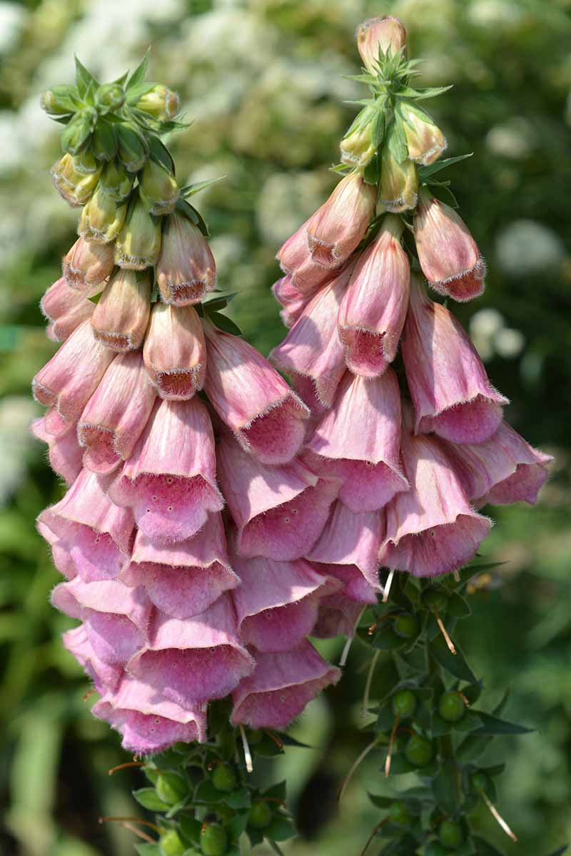 A close up vertical image of the light pink flowers of 'Strawberry' foxglove growing in the garden.