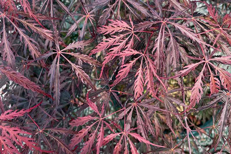 A close up horizontal image of the deeply lobed red foliage of dissectum Japanese maple growing in the garden.