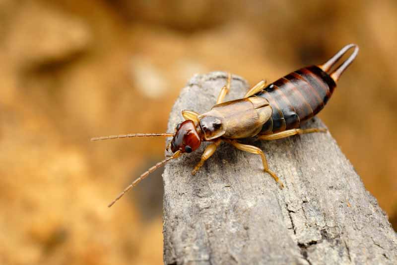 A close up horizontal image of a tawny earwig crawling on a piece of wood, far too close for comfort, pictured on a soft focus background.