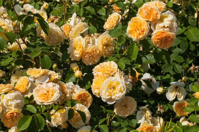 13 of the Best Hardy Roses to Grow at Home | Gardener’s Path