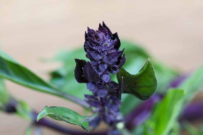 A close up horizontal image of a purple flower of a Thai basil plant pictured on a soft focus background.