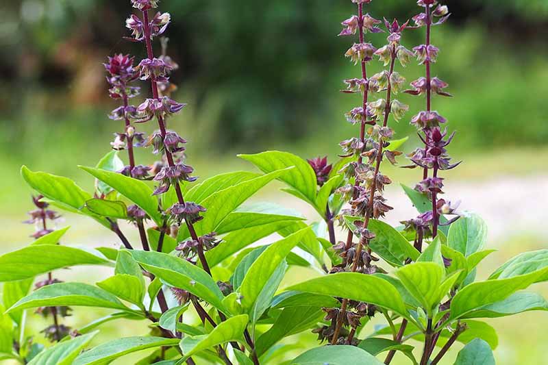 A close up horizontal image of Ocimum basilicum var. thyrsiflora flowers growing in the garden pictured on a soft focus background.