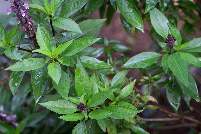 A close up horizontal image of Ocimum basilicum var. thyrsiflora growing in the garden with water droplets on the foliage, pictured on a soft focus background.