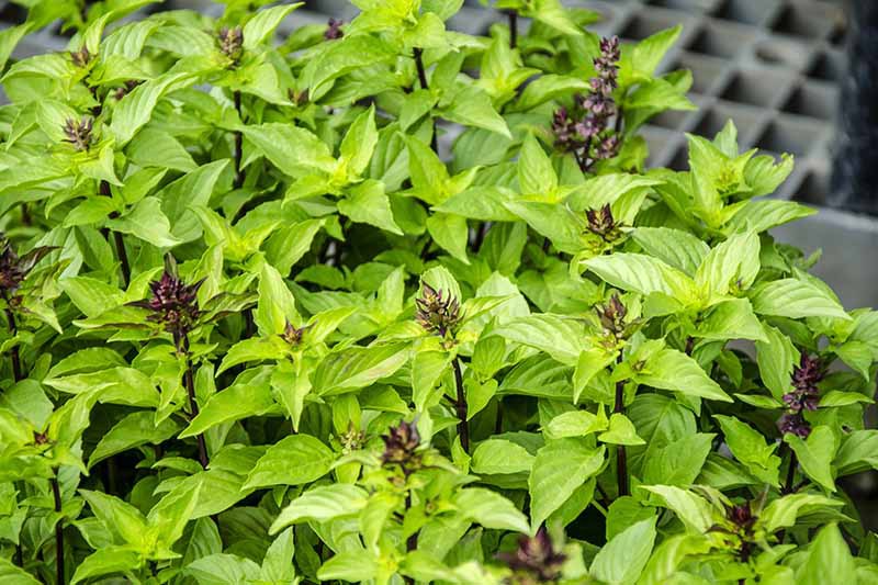 A close up horizontal image of Thai basil growing in the garden.
