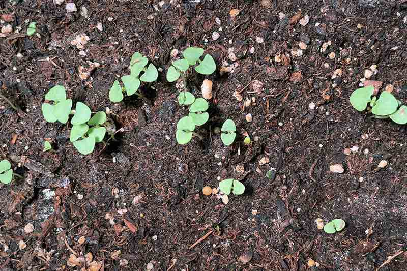 A close up horizontal image of tiny seedlings growing in rich soil.