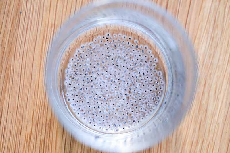 A close up horizontal image of a glass containing seeds suspended in water set on a wooden surface.