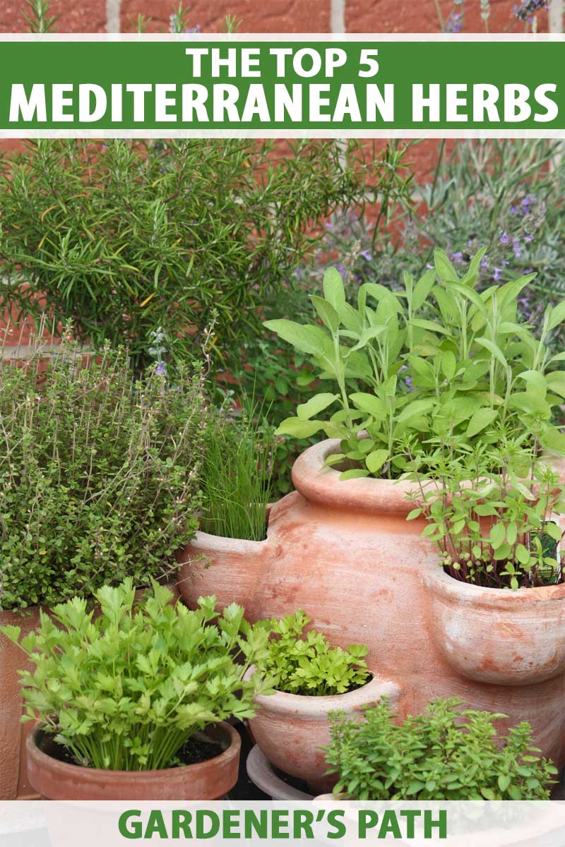 Different kinds of Mediterranean herbs in terracotta pots.