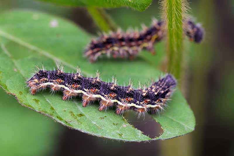 A close up horizontal image of thistle caterpillars feeding on leaves pictured on a soft focus background.