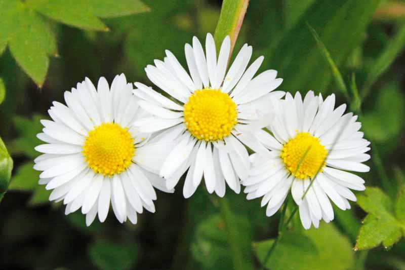 A close up horizontal image of three Leucanthemum x superbum flowers growing in the garden pictured on a soft focus background.