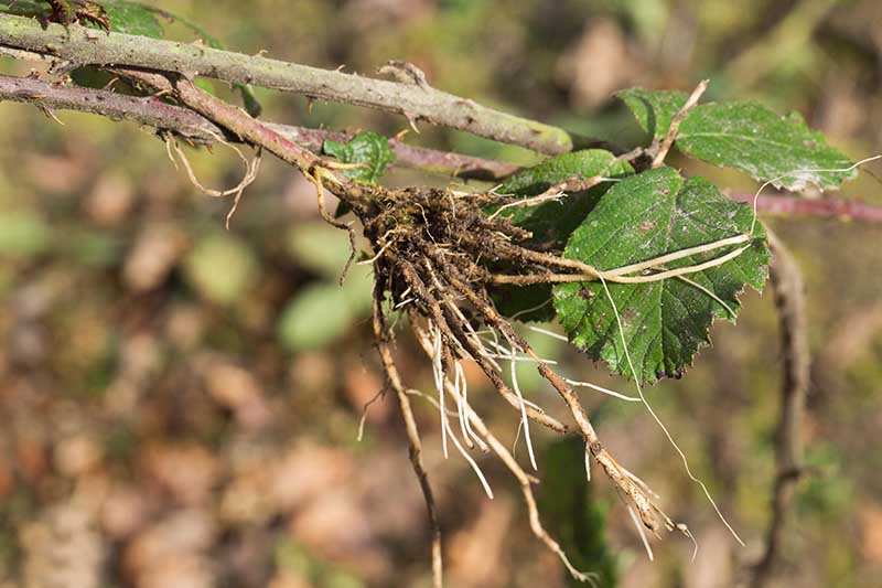 A close up horizontal image of a blackberry stem that has sprouted roots via layering.